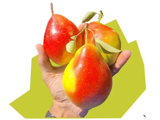 Eden Gold pear